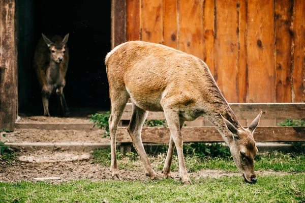 Skupina Stáda Srnčí Zvěř Zoo Létě — Stock fotografie