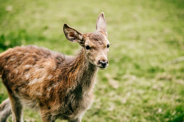 Vista Perto Cervos Ovas Selvagens Zoológico — Fotografia de Stock