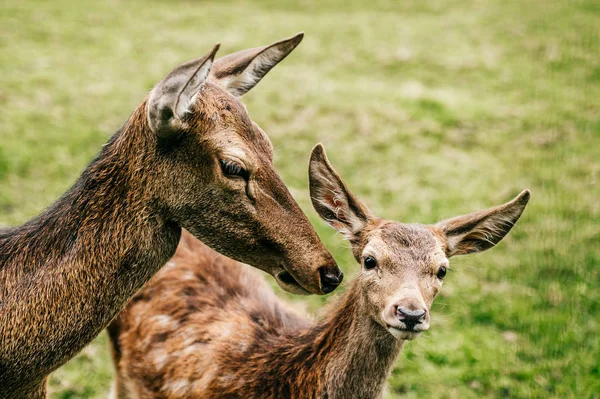 Skupina Stáda Srnčí Zvěř Zoo Létě — Stock fotografie