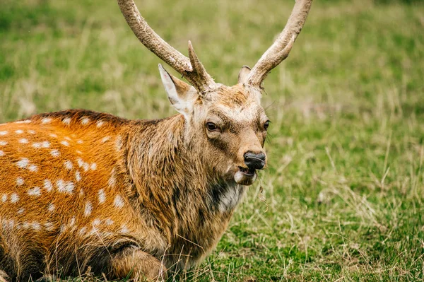 Zblízka Pohled Divoké Srnec Zoo — Stock fotografie