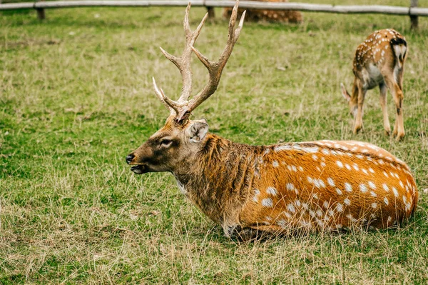 Skupina Stáda Srnčí Zvěř Zoo Létě — Stock fotografie