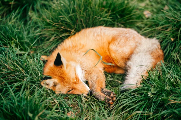 Nahaufnahme Des Kleinen Fuchses Auf Grünem Gras — Stockfoto