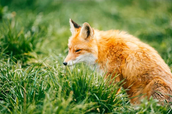 Vista Cerca Pequeño Zorro Sentado Hierba Verde — Foto de Stock