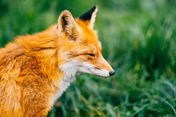 Vista Cerca Pequeño Zorro Sentado Hierba Verde — Foto de Stock