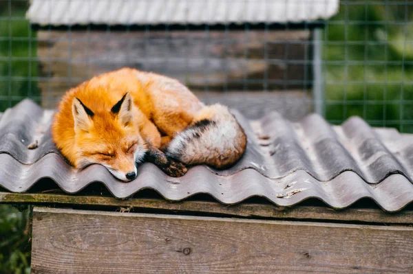 Vista Cerca Del Pequeño Zorro Descansando Techo —  Fotos de Stock