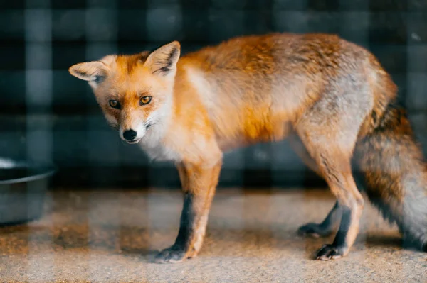 Zblízka Pohled Malou Ikonku Lišky Zoo — Stock fotografie