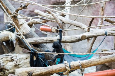 oynarken, goriller var eğlenceli ve Prag Hayvanat bahçesinde yemek