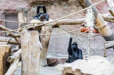 oynarken, goriller var eğlenceli ve Prag Hayvanat bahçesinde yemek