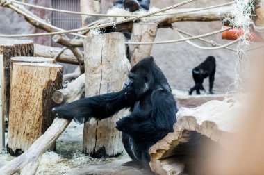 oynarken, goriller var eğlenceli ve Prag Hayvanat bahçesinde yemek