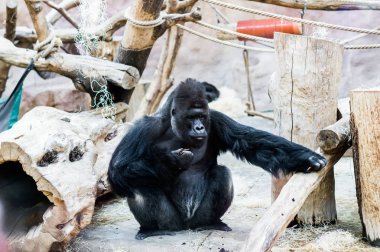 oynarken, goril var eğlenceli ve Prag Hayvanat bahçesinde yemek