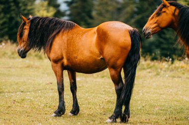 mera sahasının duran kırmızı safkan atları görünümünü kapat