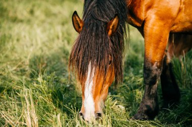 mera, güzel vahşi at görünümünü kapat