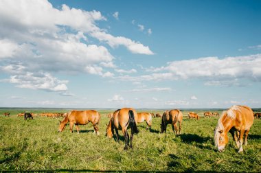 vahşi atlar mera sahasının ayakta görünümünü kapat