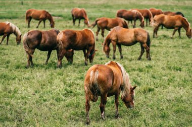 vahşi atlar mera sahasının ayakta görünümünü kapat