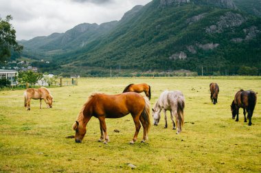 Norveç'te mera sahasının duran vahşi atlar görünümünü kapat