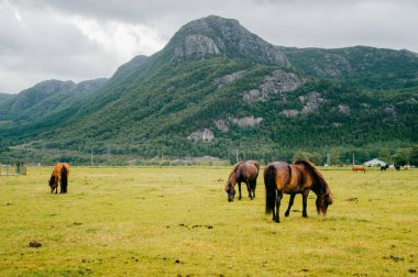 Norveç'te mera sahasının duran vahşi atlar görünümünü kapat