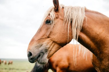 mera güzel vahşi atlara görünümünü kapat