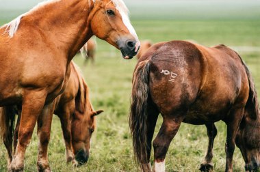 mera güzel vahşi atlara görünümünü kapat