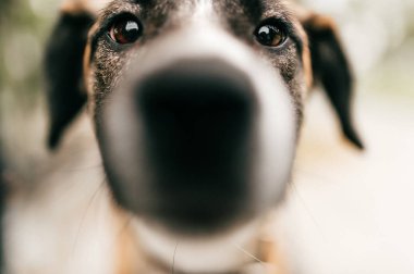 Sevimli köpek namlu closeup görünümü