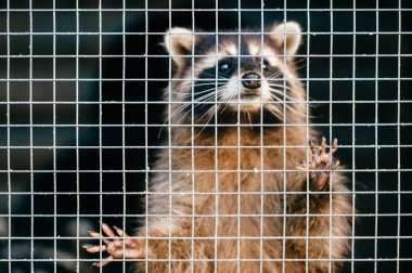 racoon Kafes hayvanat bahçesi içinde görünümünü kapat