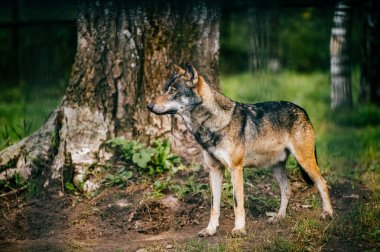 Hayvanat Bahçesi vahşi kurt görünümünü kapat