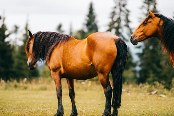 close up view of red purebred horses standing on field at pasture