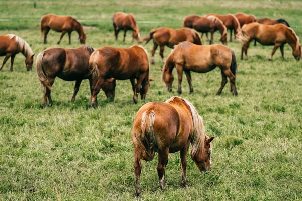 Zamknij Widok Dzikich Koni Stojąc Polu Pastwisko — Zdjęcie stockowe
