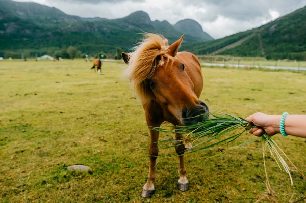 Częściowy Widok Człowieka Karmienie Dzikich Koni Norwegii — Zdjęcie stockowe