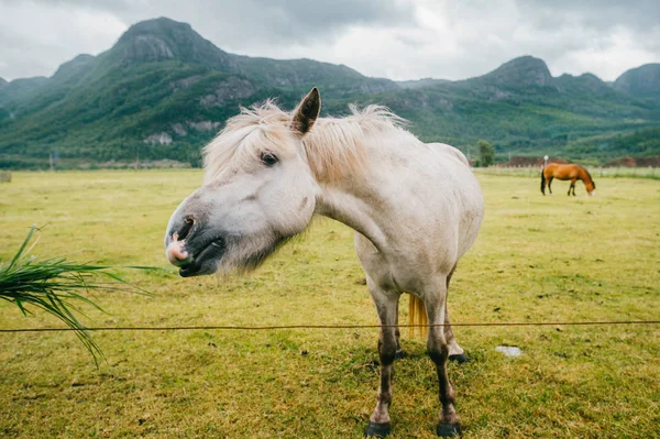 Zamknij Widok Dzikich Koni Stojąc Polu Pastwiska Norwegii — Zdjęcie stockowe