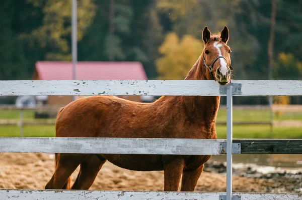 Widok Piękny Dzikiego Konia Pastwisku Bliska — Zdjęcie stockowe