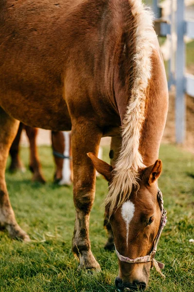 Zobacz Piękne Dzikie Konie Pastwisku Bliska — Zdjęcie stockowe