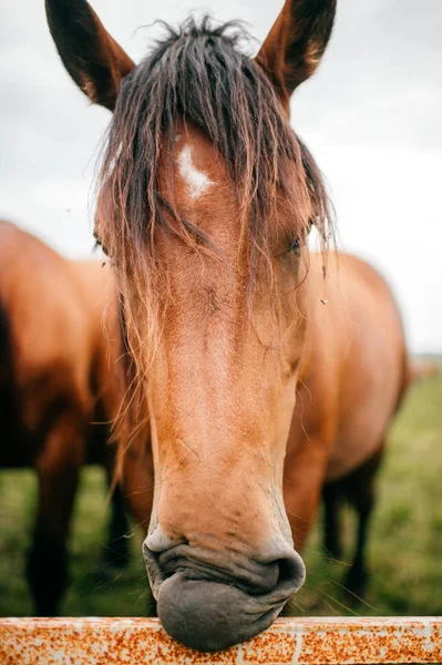 Zobacz Piękne Dzikie Konie Pastwisku Bliska — Zdjęcie stockowe