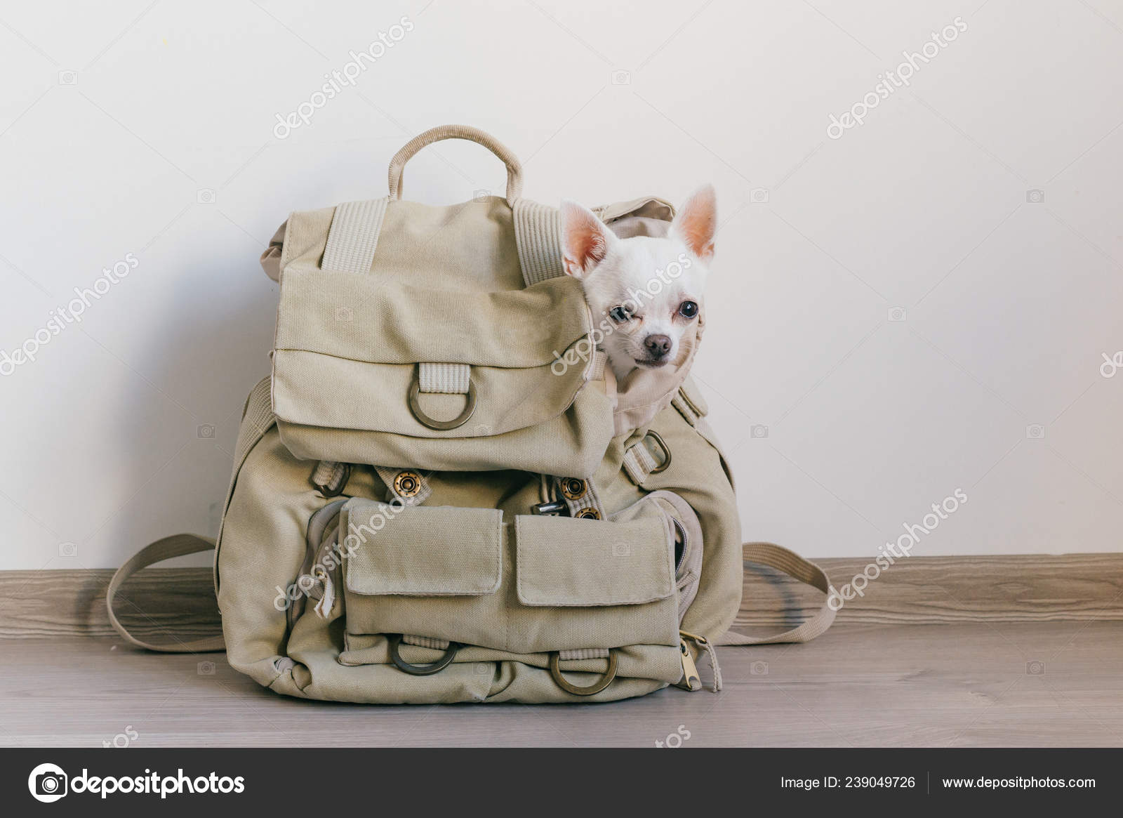 Mochila chihuahua online