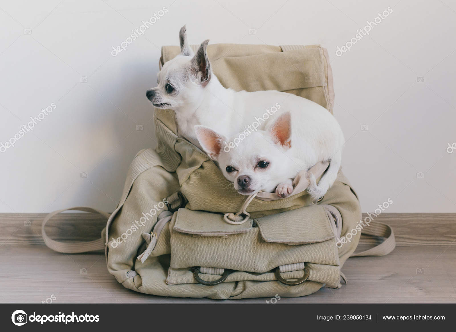 chihuahua backpack