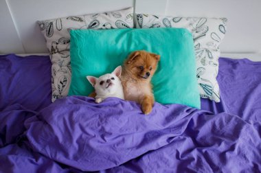 yastık battaniye altında yatan şirin pomeranian ve chihuahua yavrusu üstten görünüm
