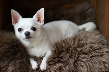 şirin chihuahua köpek yavrusu üzerinde gri halı döşeme görünümünü kapat