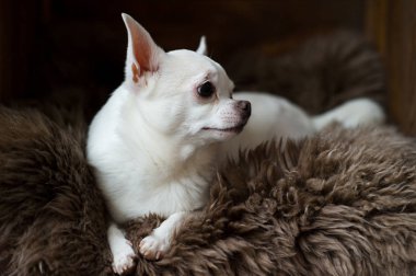 şirin chihuahua köpek yavrusu üzerinde gri halı döşeme görünümünü kapat