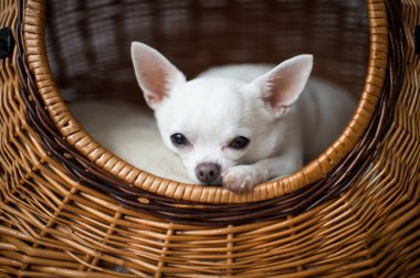 şirin chihuahua köpek yavrusu köpek kulübesi sepet içinde dinlenme görünümünü kapat