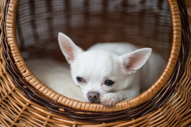 şirin chihuahua köpek yavrusu köpek kulübesi sepet içinde dinlenme görünümünü kapat