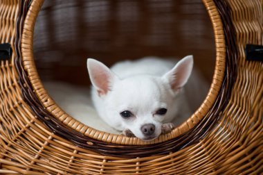 şirin chihuahua köpek yavrusu köpek kulübesi sepet içinde dinlenme görünümünü kapat