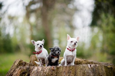 çürümüş güdük ormanda oturan yaka güzel chihuahua kukla