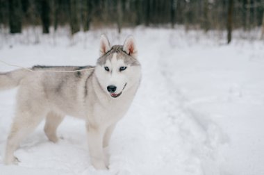 büyük Sibirya husky köpek kış Park görünümünü kapat