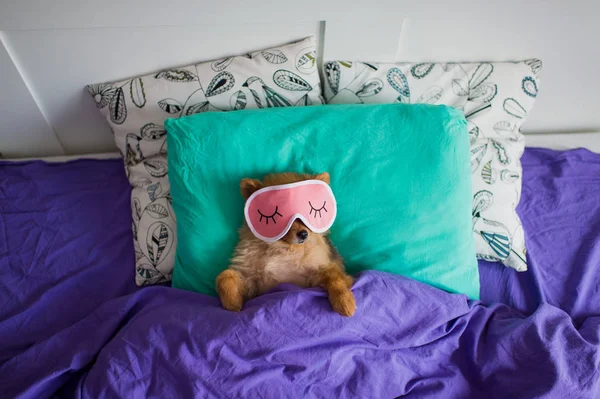 Top View Funny Cute Pomeranian Puppy Sleeping Mask Laying Back — Stock Photo, Image