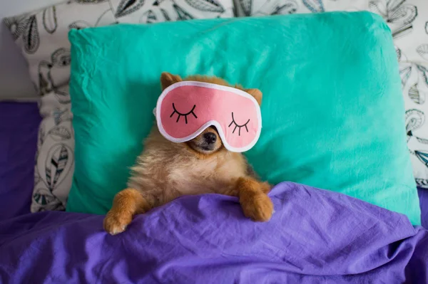 Vista Superior Divertido Lindo Cachorro Pomerania Máscara Dormir Acostado Espalda —  Fotos de Stock