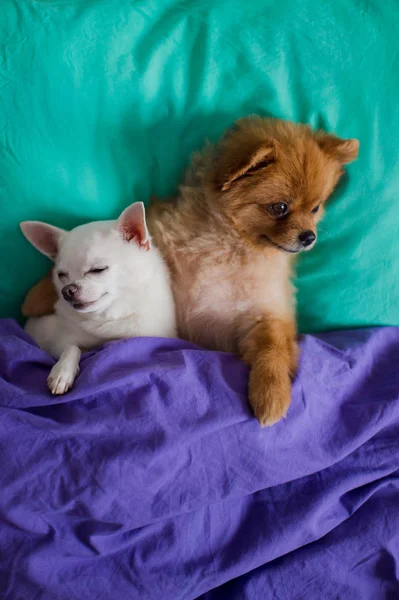 Vista Superior Lindos Cachorros Pomerania Chihuahua Acostados Almohadas Debajo Manta —  Fotos de Stock