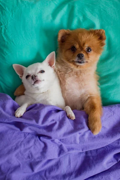 Vue Dessus Des Chiots Poméraniens Chihuahua Mignons Couchés Sur Des — Photo