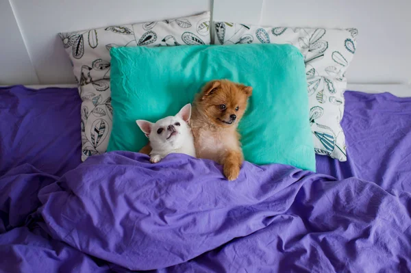 yastık battaniye altında yatan şirin pomeranian ve chihuahua yavrusu üstten görünüm
