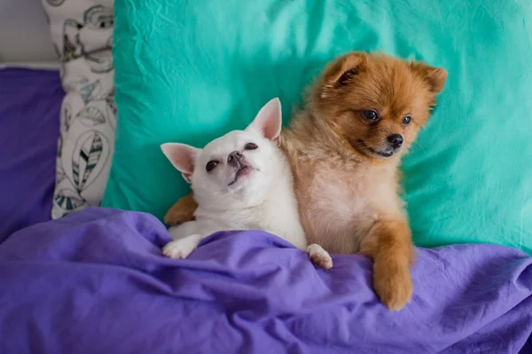 Vista Superior Lindos Cachorros Pomerania Chihuahua Acostados Almohadas Debajo Manta —  Fotos de Stock