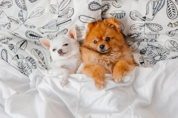 Vista Superior Lindos Cachorros Pomerania Chihuahua Acostados Almohadas Debajo Manta —  Fotos de Stock