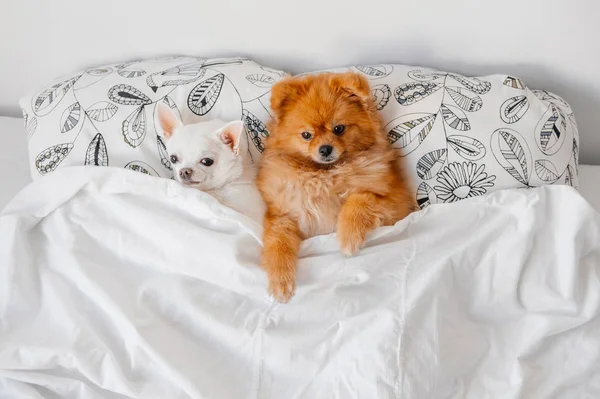 Vista Superior Cachorros Bonito Pomeranian Chihuahua Deitado Travesseiros Sob Cobertor — Fotografia de Stock